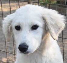 ARANY, Hund, Kuvasz-Mix in Ungarn - Bild 5