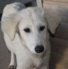 ARANY, Hund, Kuvasz-Mix in Ungarn - Bild 6