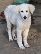 ARANY, Hund, Kuvasz-Mix in Ungarn - Bild 7