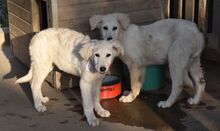 ARANY, Hund, Kuvasz-Mix in Ungarn - Bild 8