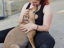 MALIKA, Hund, Mischlingshund in Italien - Bild 7