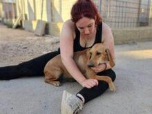 MALIKA, Hund, Mischlingshund in Italien - Bild 8