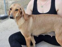 MALIKA, Hund, Mischlingshund in Italien - Bild 9