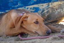 JULIA, Hund, Mischlingshund in Spanien - Bild 2