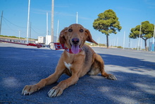 JULIA, Hund, Mischlingshund in Spanien - Bild 3