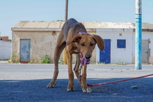 JULIA, Hund, Mischlingshund in Spanien - Bild 4