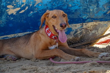 JULIA, Hund, Mischlingshund in Spanien - Bild 5