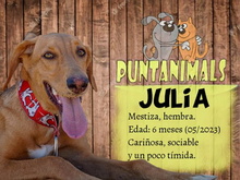 JULIA, Hund, Mischlingshund in Spanien - Bild 6