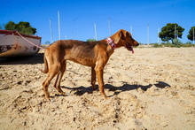 JULIA, Hund, Mischlingshund in Spanien - Bild 7