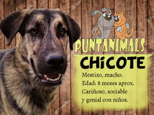 CHICOTE, Hund, Mischlingshund in Spanien - Bild 9