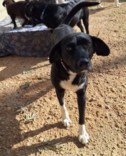 KIMI, Hund, Labrador-Mix in Spanien - Bild 1