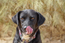 KIMI, Hund, Labrador-Mix in Spanien - Bild 10