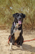 KIMI, Hund, Labrador-Mix in Spanien - Bild 11