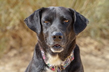 KIMI, Hund, Labrador-Mix in Spanien - Bild 12