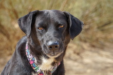 KIMI, Hund, Labrador-Mix in Spanien - Bild 13