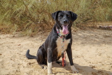 KIMI, Hund, Labrador-Mix in Spanien - Bild 14