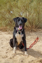 KIMI, Hund, Labrador-Mix in Spanien - Bild 7