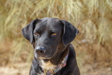 KIMI, Hund, Labrador-Mix in Spanien - Bild 8