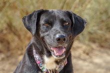 KIMI, Hund, Labrador-Mix in Spanien - Bild 9