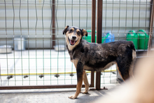 NOSE, Hund, Mischlingshund in Rumänien - Bild 2