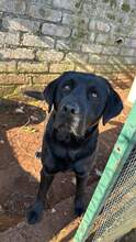 ARAGORN, Hund, Labrador-Mix in Italien - Bild 1