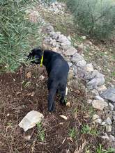 ARAGORN, Hund, Labrador-Mix in Italien - Bild 2