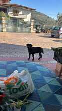 ARAGORN, Hund, Labrador-Mix in Italien - Bild 3