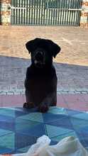 ARAGORN, Hund, Labrador-Mix in Italien - Bild 4