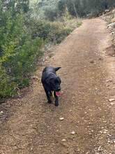 ARAGORN, Hund, Labrador-Mix in Italien - Bild 5