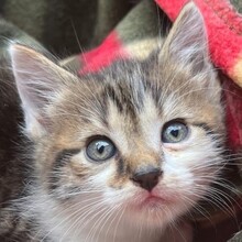 BORIS, Katze, Hauskatze in Ungarn - Bild 1