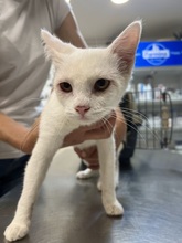 EVELYN, Katze, Hauskatze in Ungarn - Bild 2