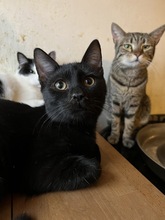 SEIKO, Katze, Hauskatze in Ungarn - Bild 4