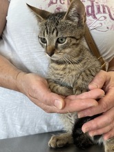 JUPPI, Katze, Hauskatze in Ungarn - Bild 3