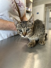 JUPPI, Katze, Hauskatze in Ungarn - Bild 5