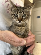 JUPPI, Katze, Hauskatze in Ungarn - Bild 7