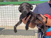 NINACELINE, Hund, Mischlingshund in Regensburg - Bild 20