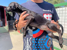 NINACELINE, Hund, Mischlingshund in Regensburg - Bild 21
