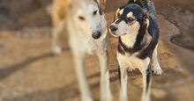 ROBINHOOD, Hund, Mischlingshund in Italien - Bild 2