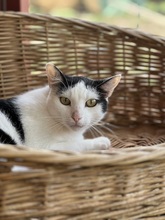 JIMMY, Katze, Hauskatze in Ungarn - Bild 2