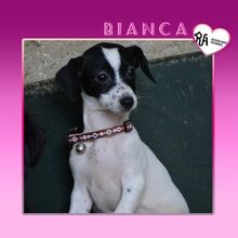 BIANCA, Hund, Mischlingshund in Bulgarien - Bild 1