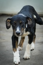 INSAURA, Hund, Mischlingshund in Bulgarien - Bild 1