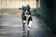 INSAURA, Hund, Mischlingshund in Bulgarien - Bild 2