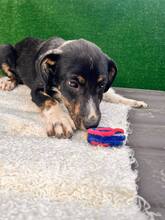 INSAURA, Hund, Mischlingshund in Bulgarien - Bild 7