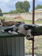 GUSTAVO, Katze, Hauskatze in Ungarn - Bild 3