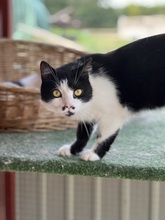 GUSTAVO, Katze, Hauskatze in Ungarn - Bild 4