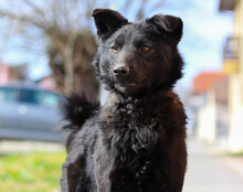 LINO, Hund, Mischlingshund in Kroatien - Bild 3