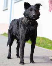 LINO, Hund, Mischlingshund in Kroatien - Bild 5