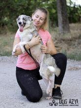 TAFFY, Hund, Mischlingshund in Slowakische Republik - Bild 10