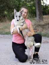 TAFFY, Hund, Mischlingshund in Slowakische Republik - Bild 12