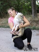 TAFFY, Hund, Mischlingshund in Slowakische Republik - Bild 13